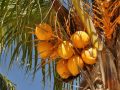 Die Vielseitigkeit der Palmenfrucht: Die Palmnuss